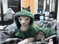 Sfenks pembe erkek kedi