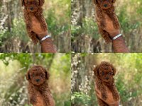 Yavru toy poodle