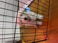 0 numara 2,5 aylık orjinal maltese terrier