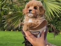 Eğitilebilir Maltipoo Yavruları İle Evinize Neşe Katın