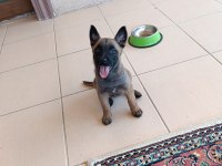 Safkan belçika malinois yavrumuz