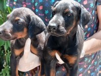 IRK VE SAĞLIK GARANTİ DOBERMAN YAVRULARIMIZ