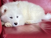 Harika Samoyed Bebeklerim