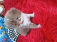 Cinnemon bicolor çikolata ve fawn kardeş kediler