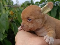Şivava bebek köpeklerim yeni yuvasını arıyor