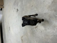 Safkan Belçika Kurdu