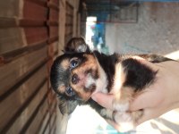 Şivava Uzun tüylü (chihuahua)