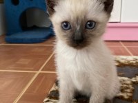 british blue point siyam kedisi kırması