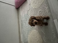 3 AYLIK YAVRU TOY POODLE