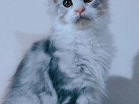 Maine coon Polidaktil