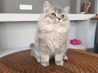 British Longhair Kedilerim