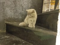 Orjinal 2 aylık iç dış parazitleri yapılmış kedimiz