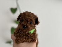 Micro boy Poodle yavrular