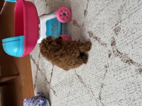 Kore Tea Cup Poodle