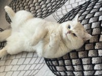 British Shorthair Kedisi