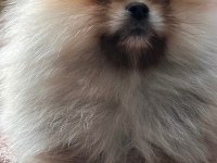 Pomeranian Boo Yavrular