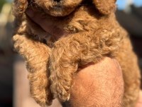 Standart poodle çok şeker yavrularım 