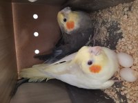 Yeni Eş Sultan Papağanı 2 Yumurtalı