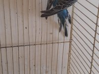 2 AYLIK GENÇ MAVİŞ DİŞİ MUHABBET KUŞU