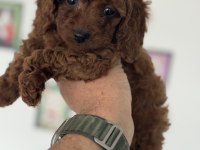 Petmode köpek çifrliğinden kore toy poodle yavrular