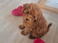 KUCUK PRENSES KÖPEKLER