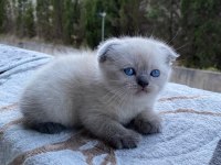 Blue point scottish fold