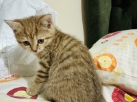 Güzel golden tabby bir prenses kedimiz bırakıyorum buraya