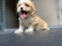 Süper Maltipoo yavrular