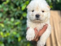 Bembeyaz Chow Chow yavrumuz yeni yuvasını arıyor