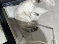 1,5 YAŞINDAKİ KEDİMİZİ ÇİFTLEŞTİRMEK İSTİYORUZ