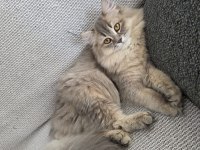 British Longhair Kedilerim