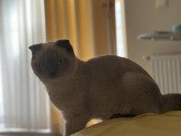 Scottish Fold Ücretsiz Sahiplendirme