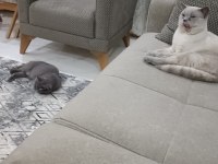 14 Şubat Doğumlu British Shorthair Yavrularımız