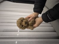 Kore kan Poodle bebekler
