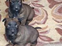 Belçika Malinois İyisini Büyütmek İsteyenlere