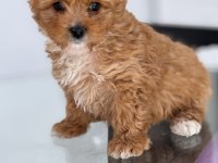 YAVRU TOY POODLE ACİL VERİLECEKTİR
