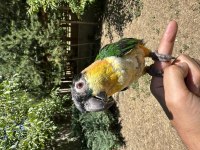 Evcil Kayık (Caique) Papağanı Ve Kafesi