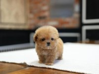 Sağlık garantili safkan Maltipoo Yavrularımız