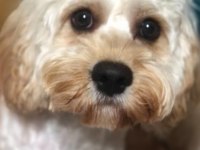 Cavappo köpeği ücretsiz