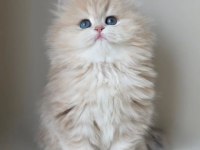 Dünya Güzeli AY Golden British Longhair 