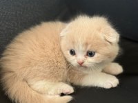 2 aylık anne baba şecereli kedimiz kaliteden anlayan yazsın