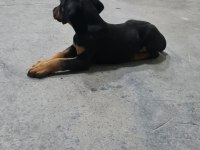A Kalite Doberman Yavrusu