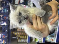 British Shorthair 3 Aylık Kedimiz