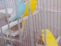 Yavru ve yetişkin muhabbet kuşu