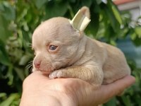 Şivava bebek köpeklerim yeni yuvasını arıyor
