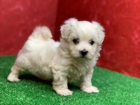Maltese terrier