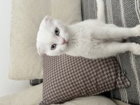 Scottish fold ve scottish straight