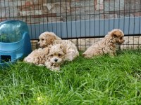 Orijinal Maltipoo Yavrular