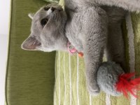 British Shorthair Yavrumuz Yeni Yuvasını Arıyor