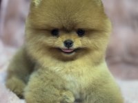 Orjinal Pomeranian Boo Bebekler